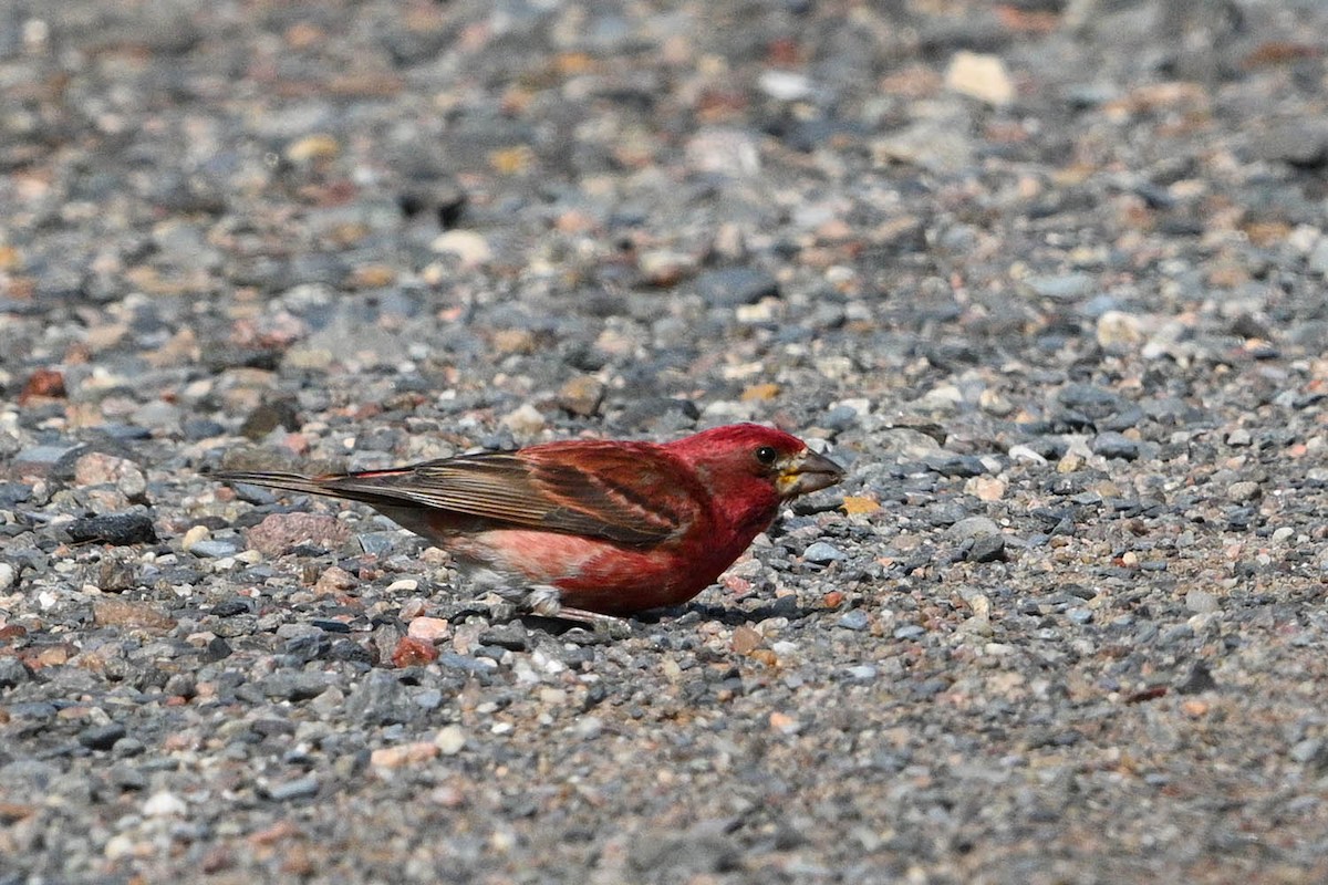 Purple Finch - ML639969194