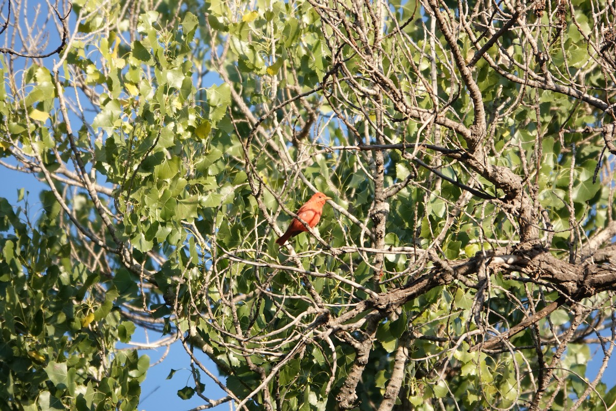 Summer Tanager - ML639969199