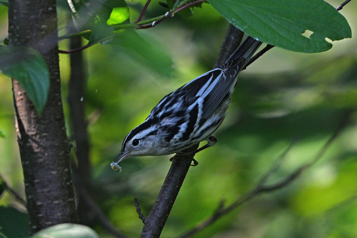 Black-and-white Warbler - ML639969207
