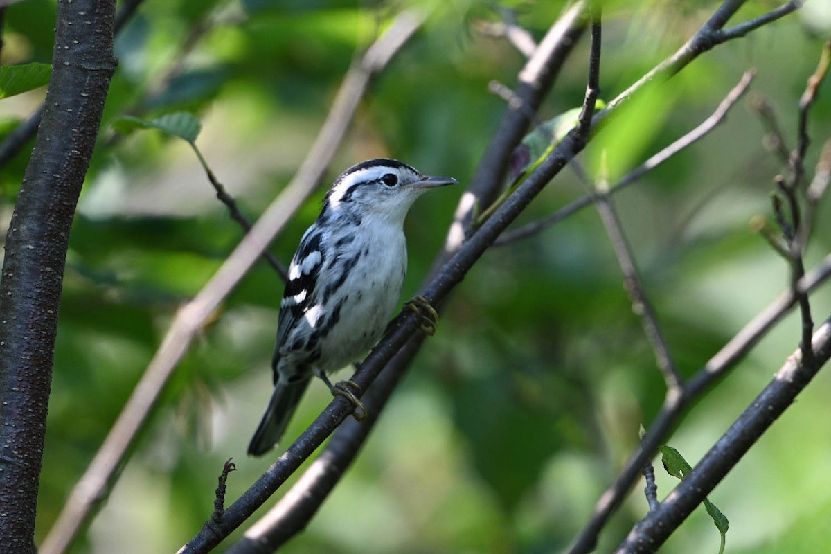 Black-and-white Warbler - ML639969208