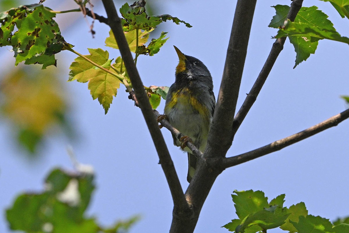 Northern Parula - ML639969214