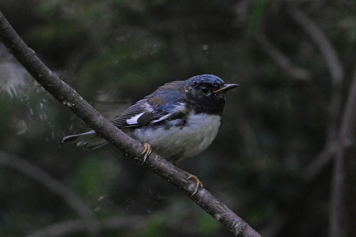 Black-throated Blue Warbler - ML639969230