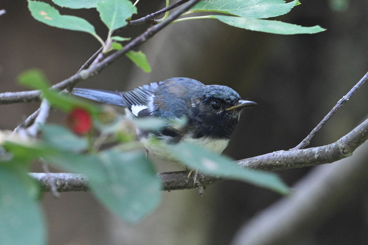 Black-throated Blue Warbler - ML639969231