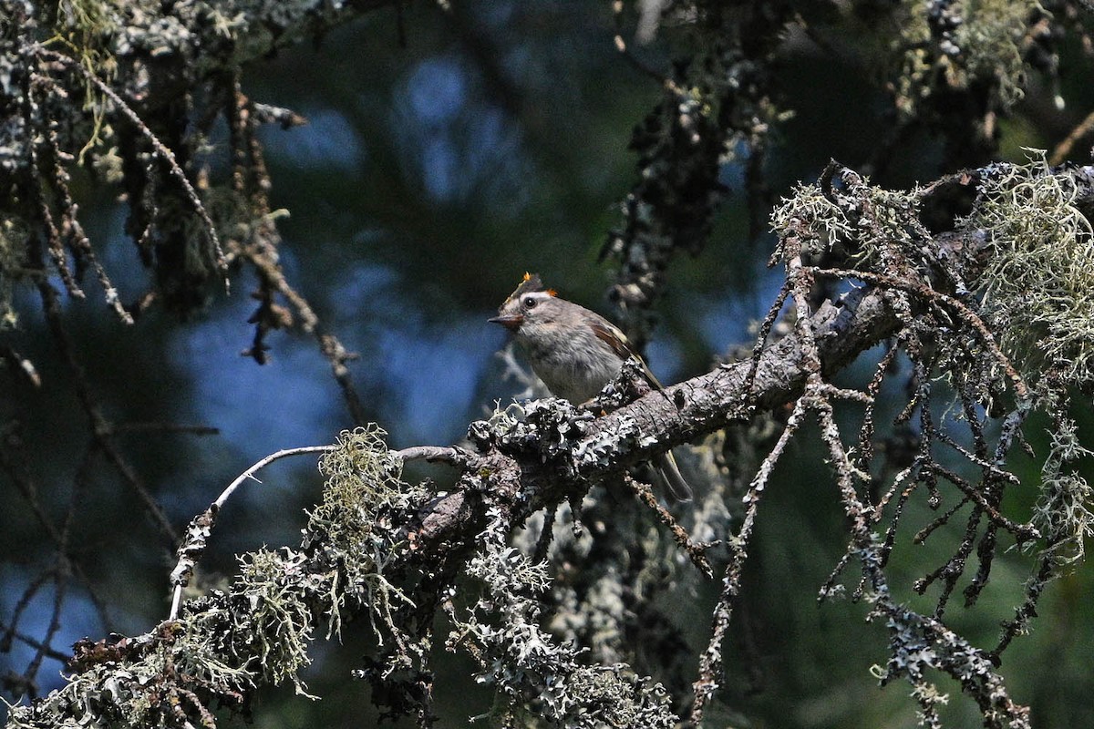 Golden-crowned Kinglet - ML639969257