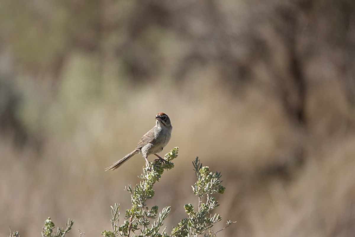 Rufous-crowned Sparrow - ML639969259