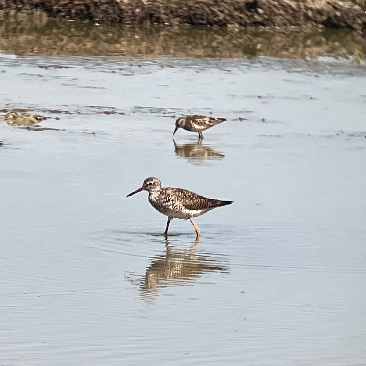 Lesser Yellowlegs - ML639969261