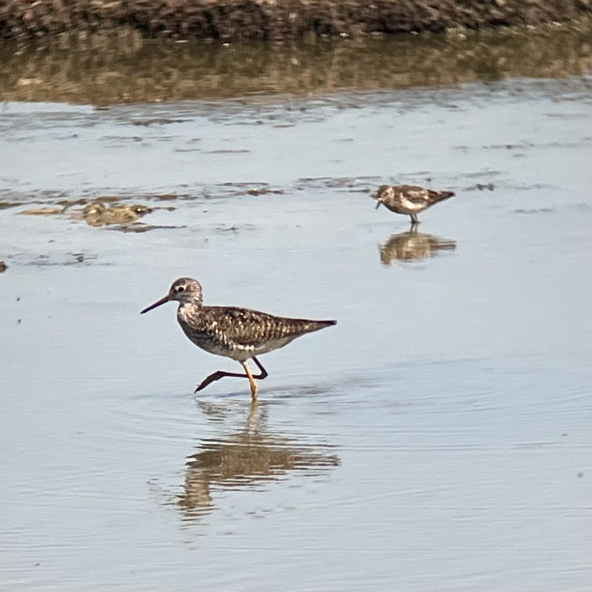 Lesser Yellowlegs - ML639969262