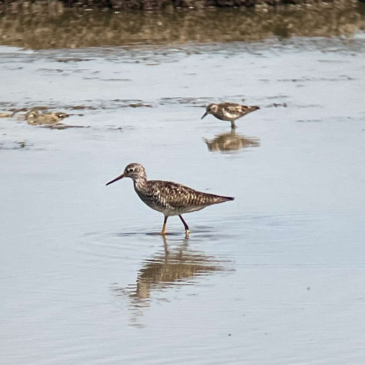 Lesser Yellowlegs - ML639969263