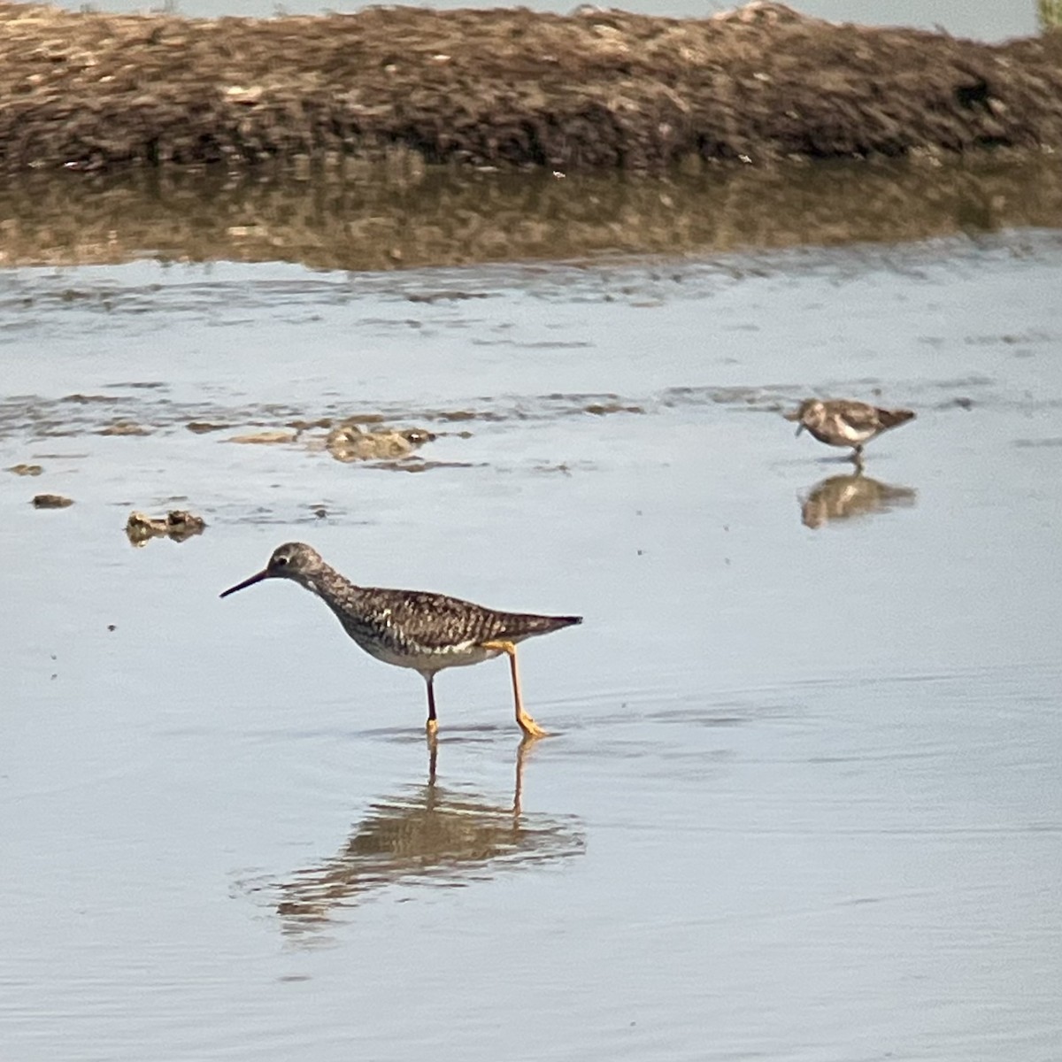 Lesser Yellowlegs - ML639969264