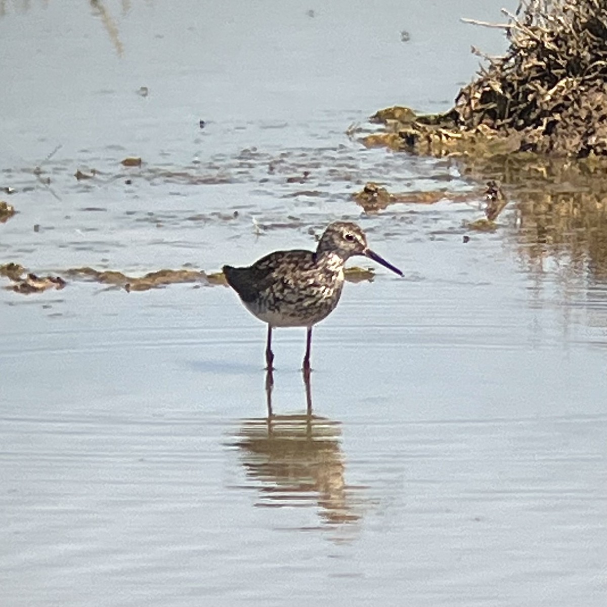Lesser Yellowlegs - ML639969265