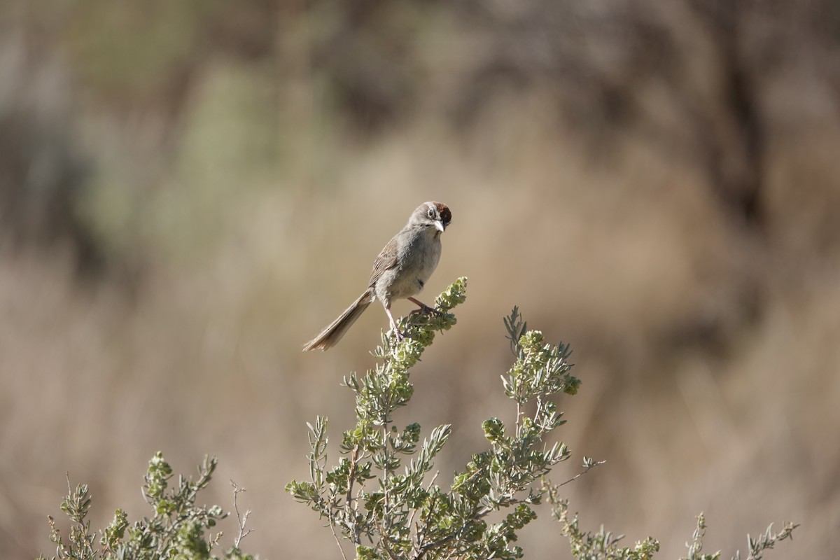 Rufous-crowned Sparrow - ML639969275
