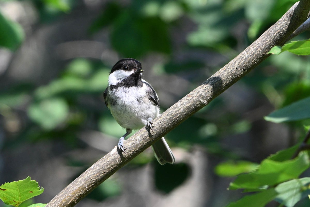 Black-capped Chickadee - ML639969282