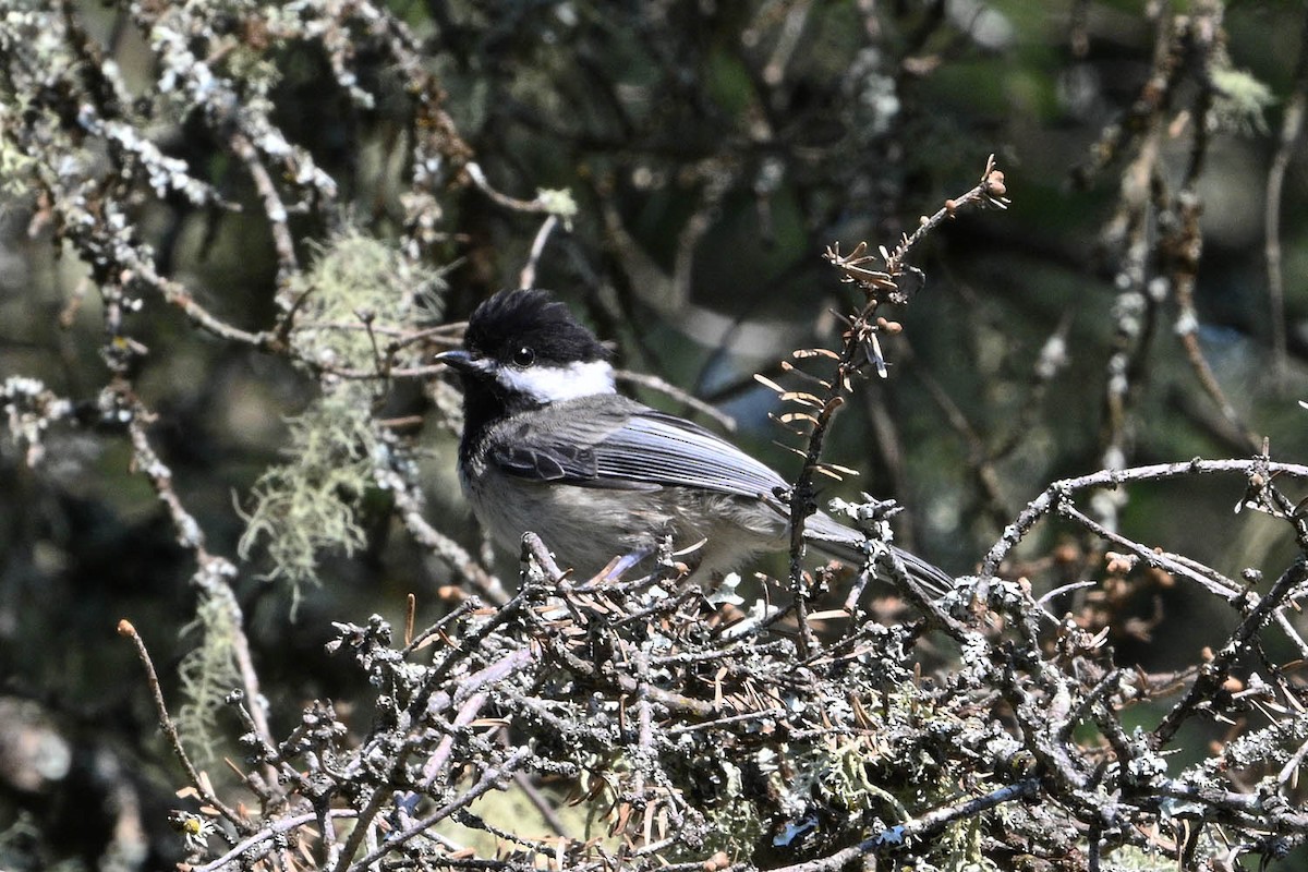 Black-capped Chickadee - ML639969283