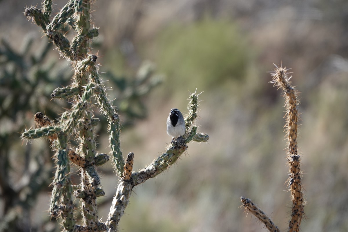 Black-throated Sparrow - ML639969290