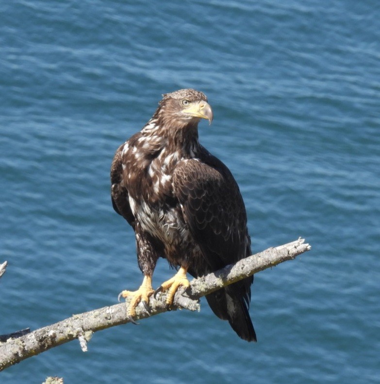 Bald Eagle - ML639969319