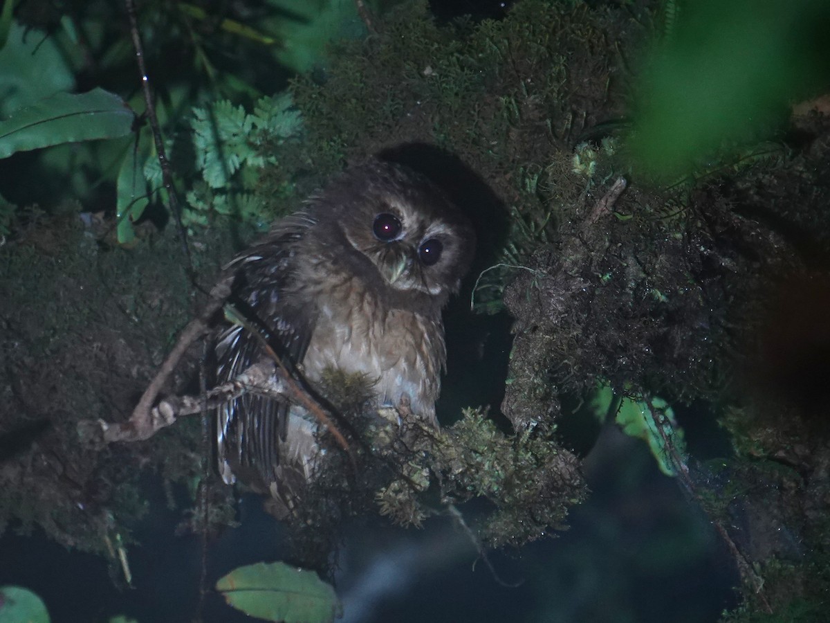 Makira Owl - ML639969332