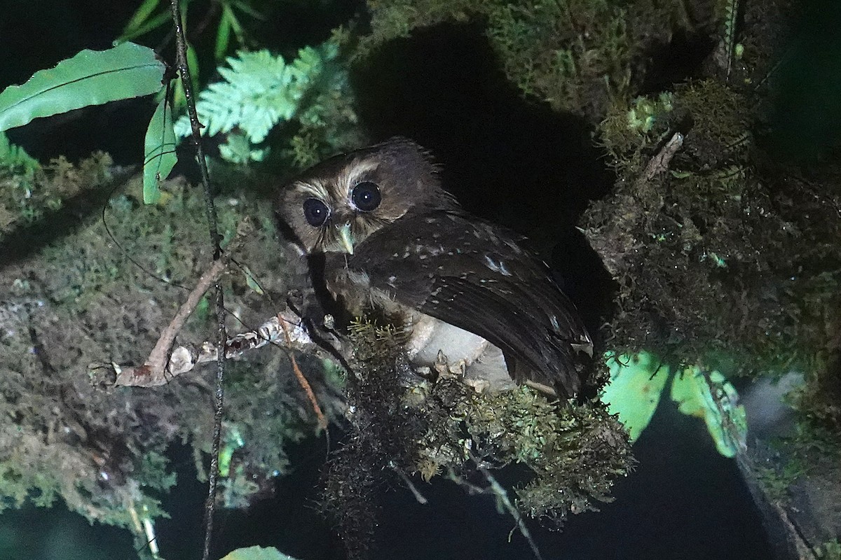 Makira Owl - ML639969340