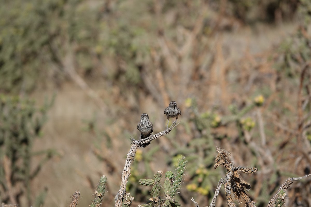 Cactus Wren - ML639969345