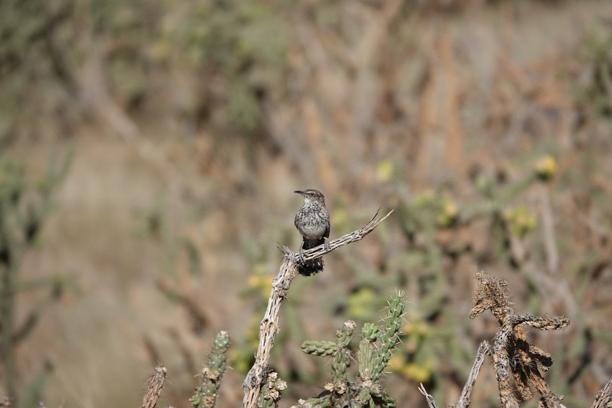 Cactus Wren - ML639969350