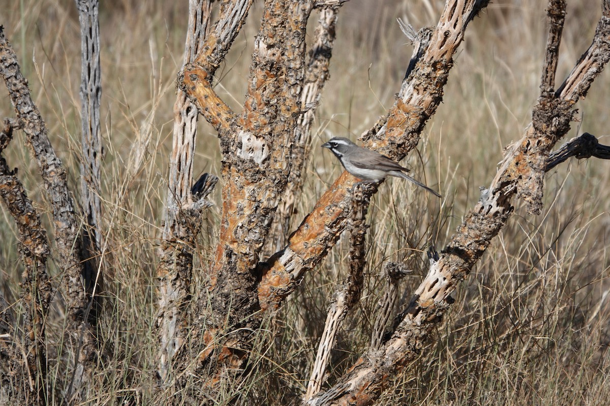 Black-throated Sparrow - ML639969359