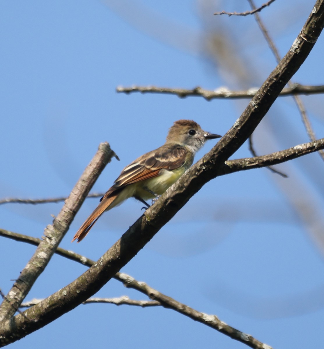 Great Crested Flycatcher - ML639969373