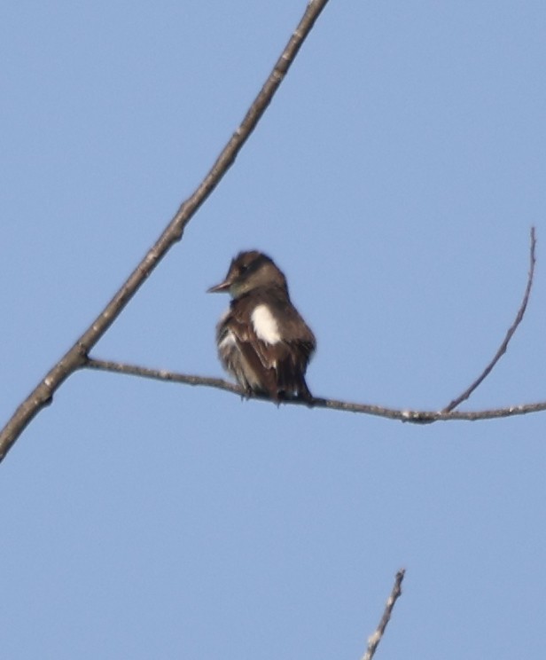 Olive-sided Flycatcher - ML639969385