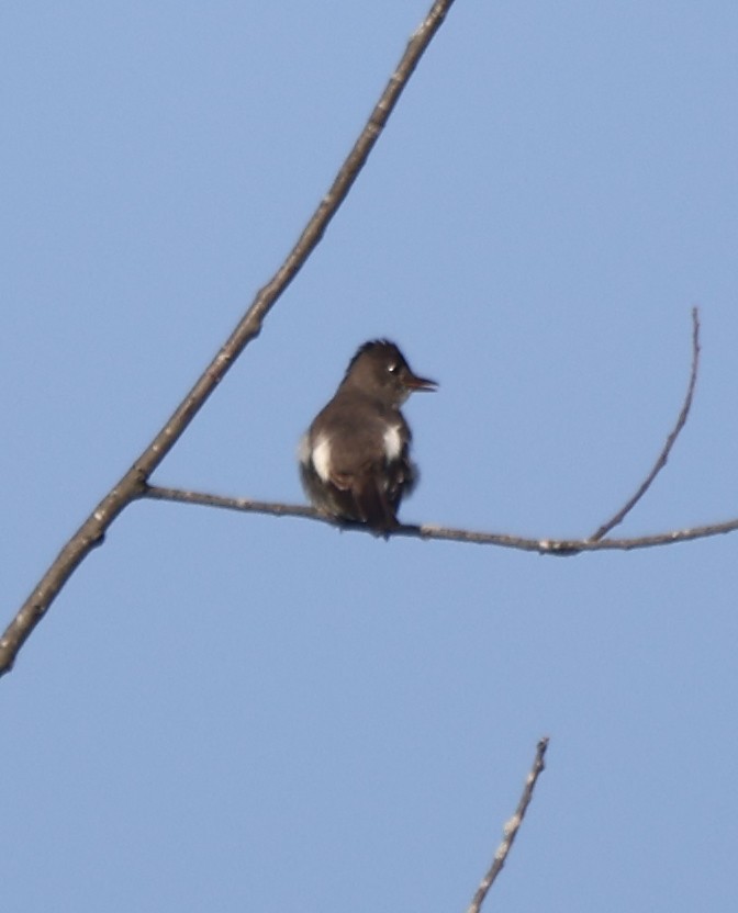 Olive-sided Flycatcher - ML639969386
