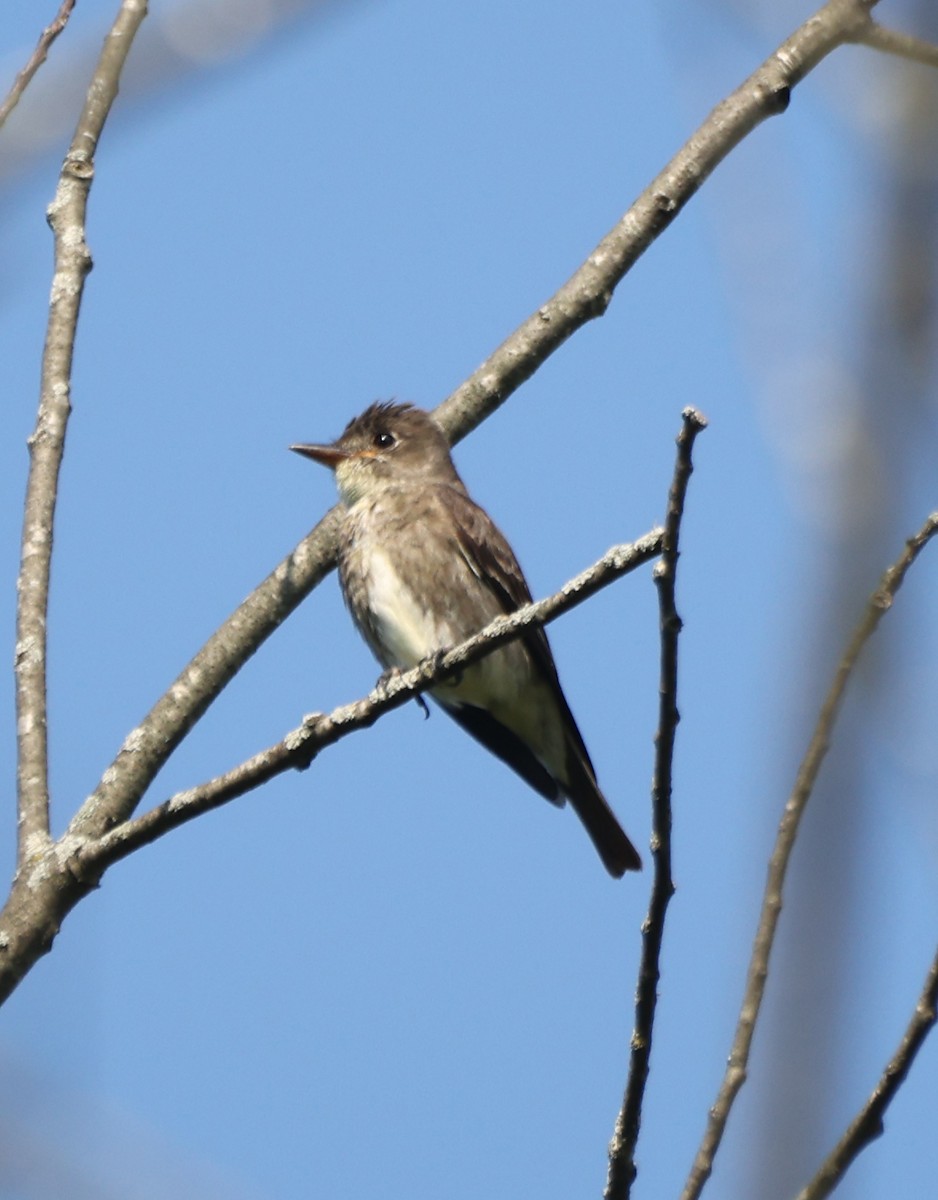 Olive-sided Flycatcher - ML639969387