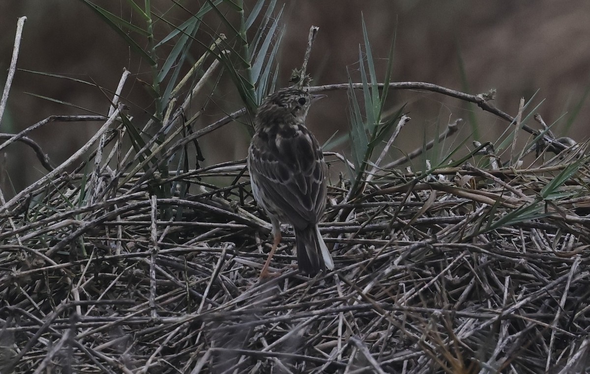 Peruvian Pipit - ML639969409