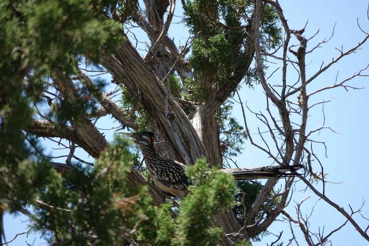 Greater Roadrunner - ML639969428