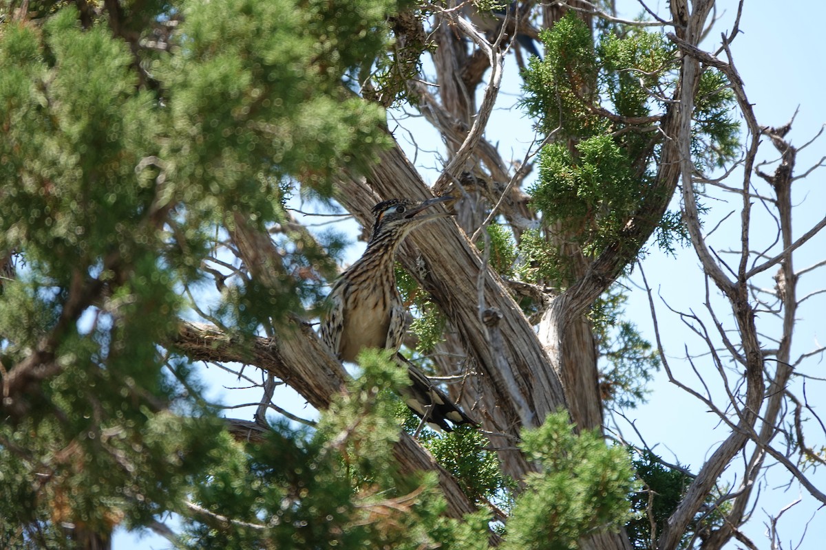 Greater Roadrunner - ML639969431