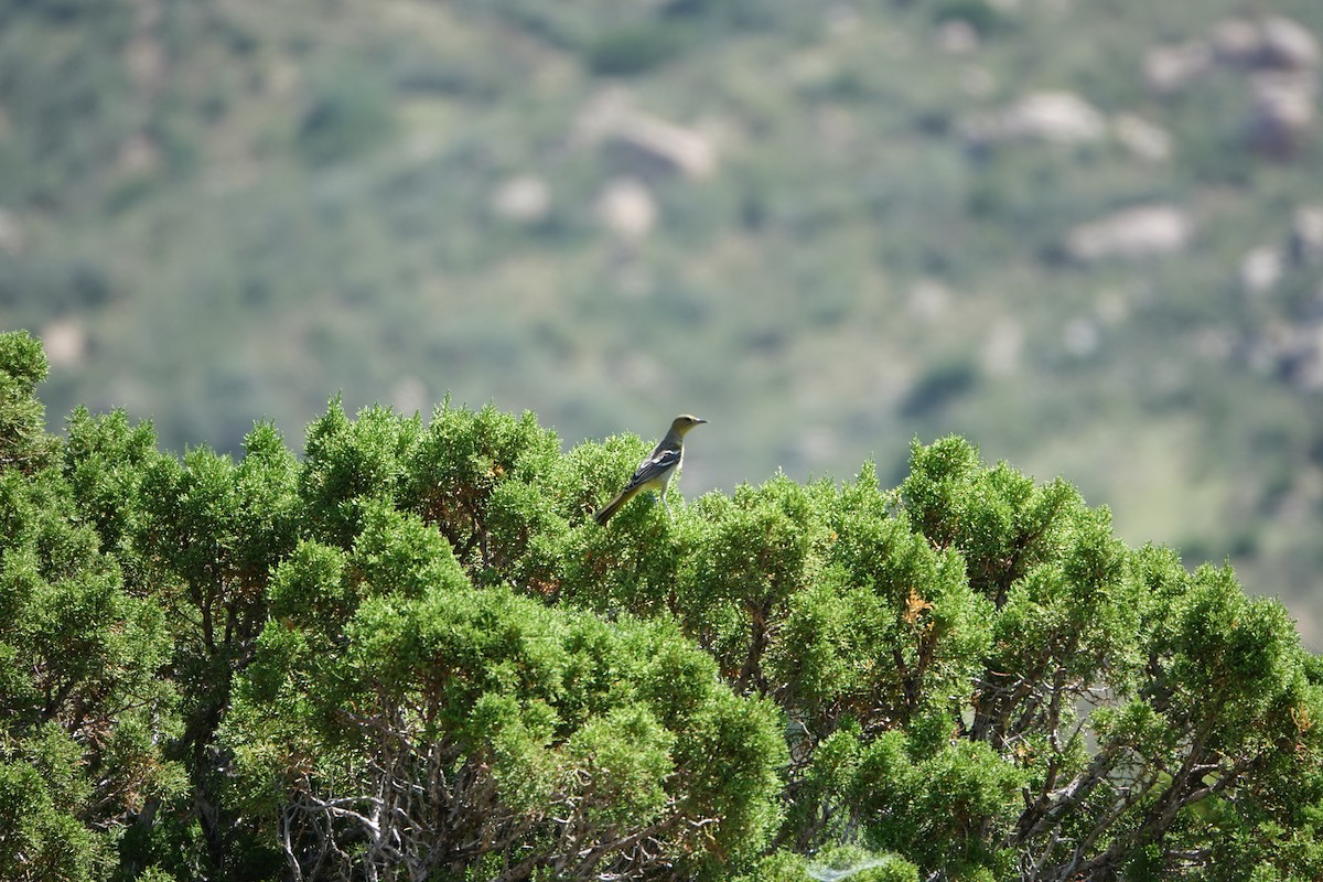 Scott's Oriole - ML639969443