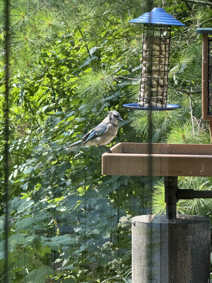 sojka chocholatá - ML639969454