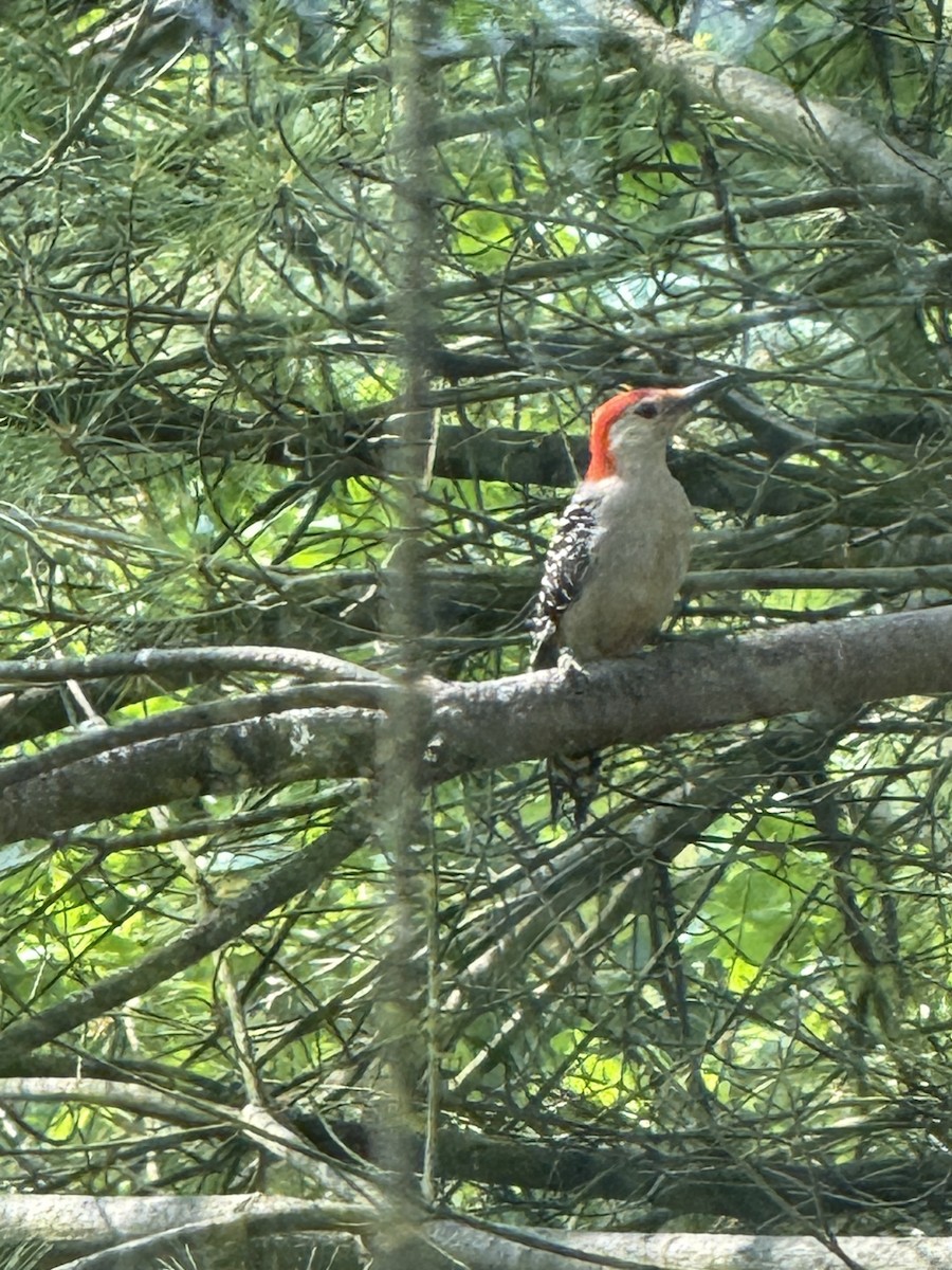 datel karolínský - ML639969465