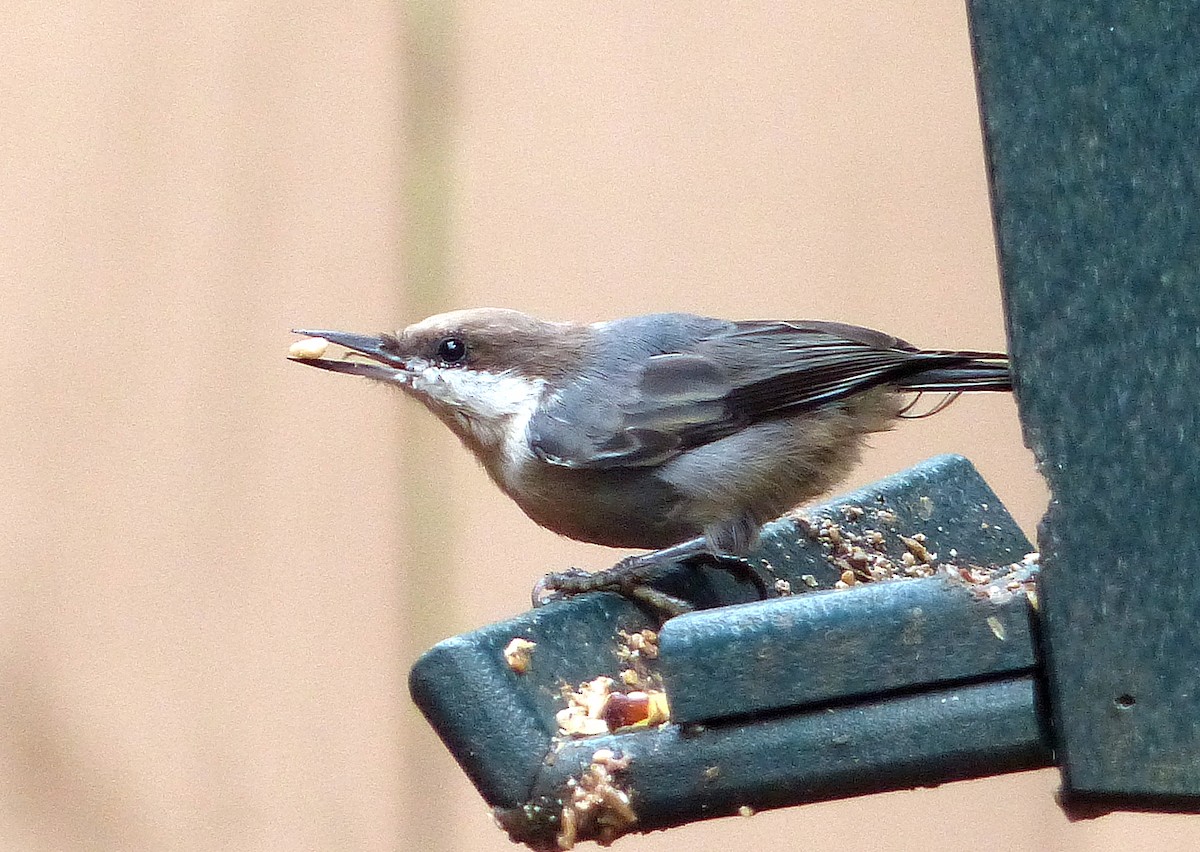 Brown-headed Nuthatch - ML639969491