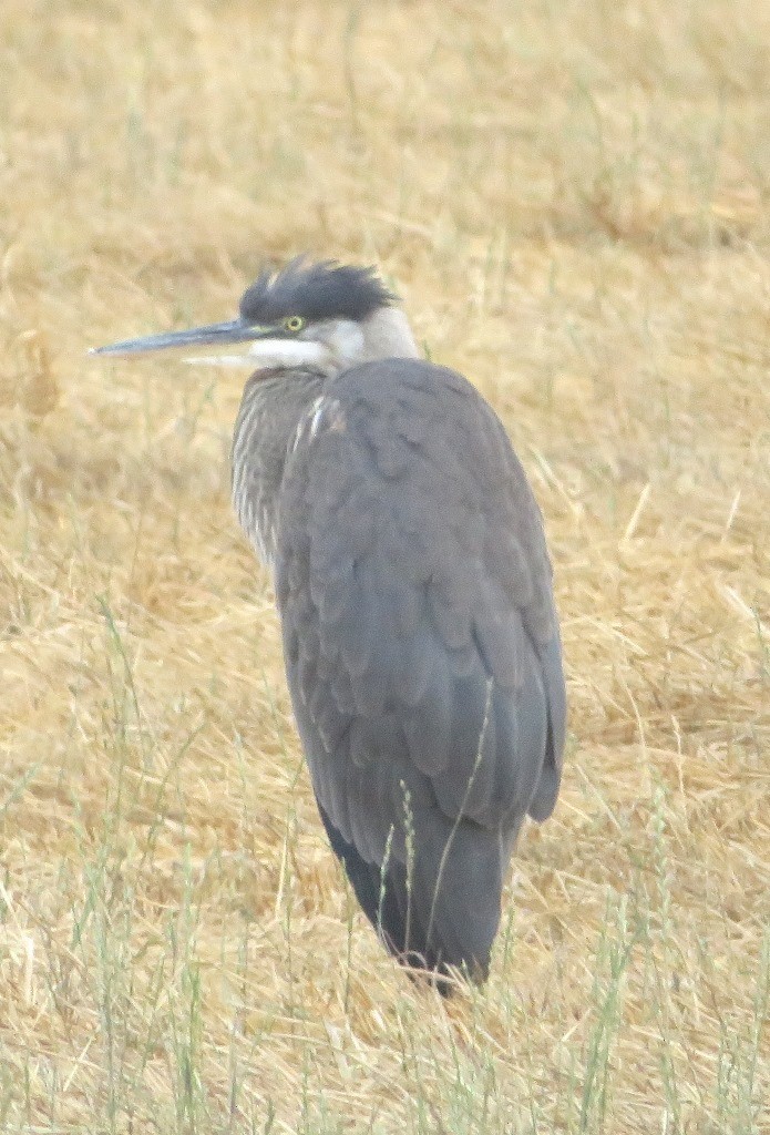 Great Blue Heron - ML639969501