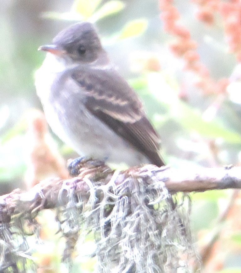 Western Wood-Pewee - ML639969513