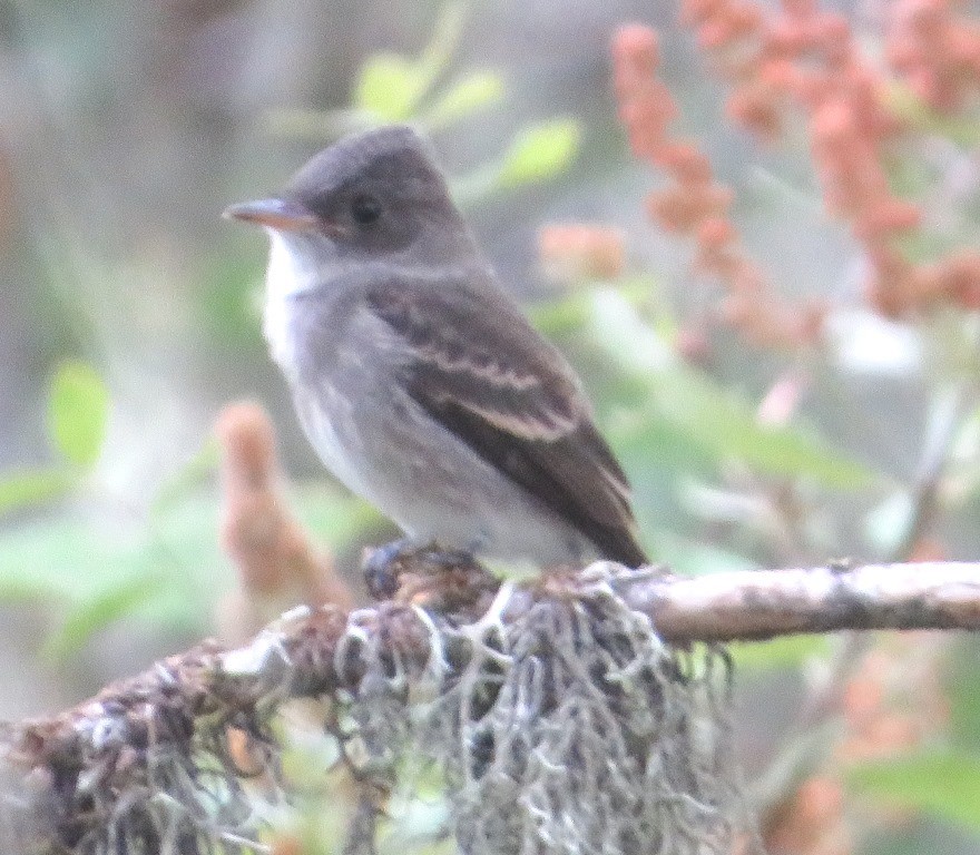 Western Wood-Pewee - ML639969514