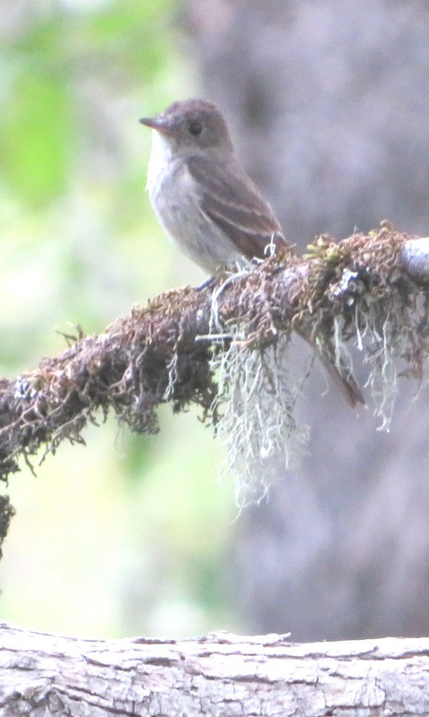 Western Wood-Pewee - ML639969515