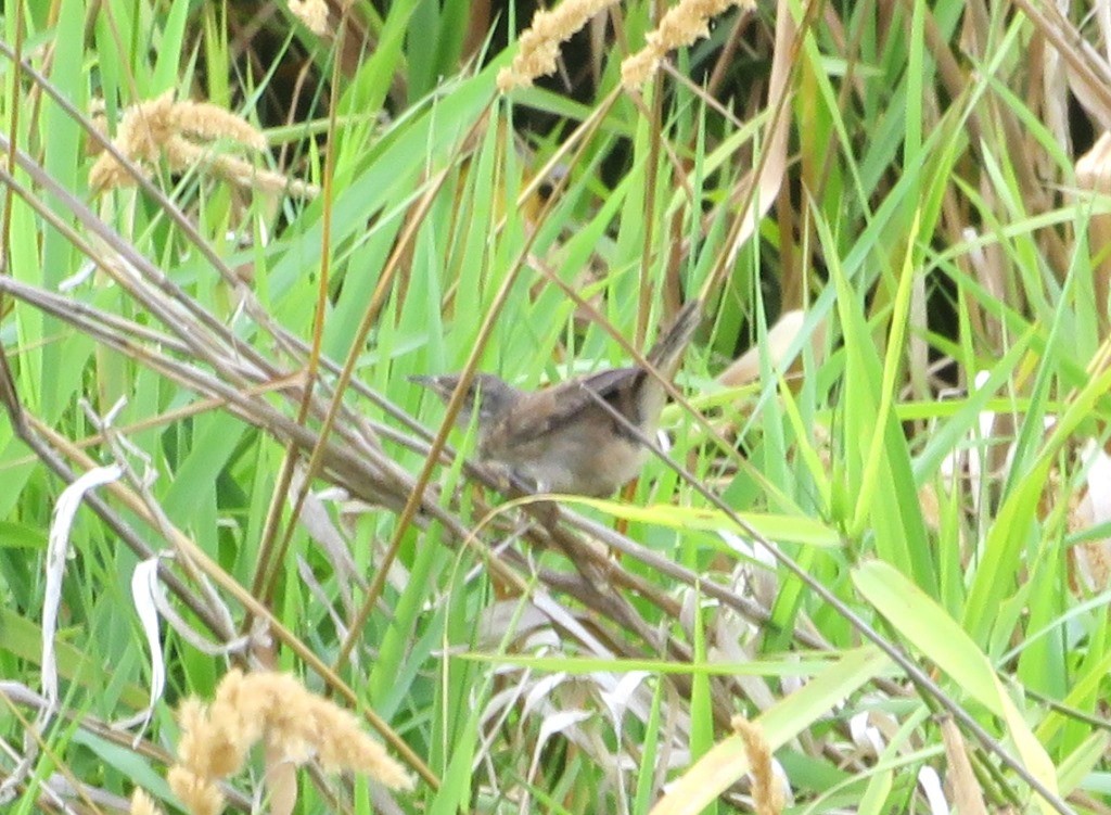Marsh Wren - ML639969531