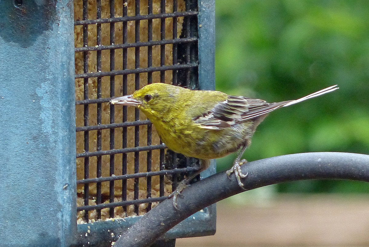 Pine Warbler - ML639969541