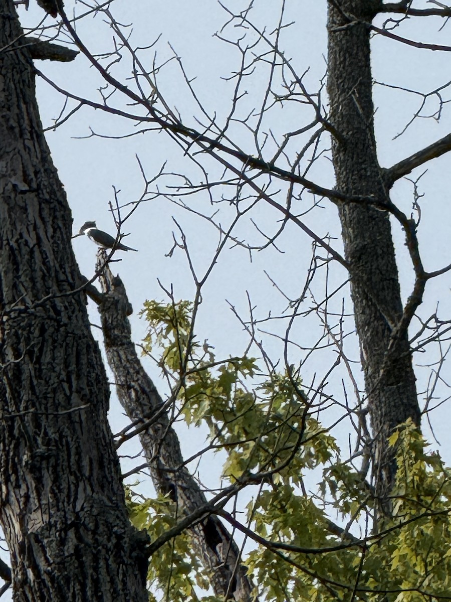 rybařík pruhoprsý - ML639969550