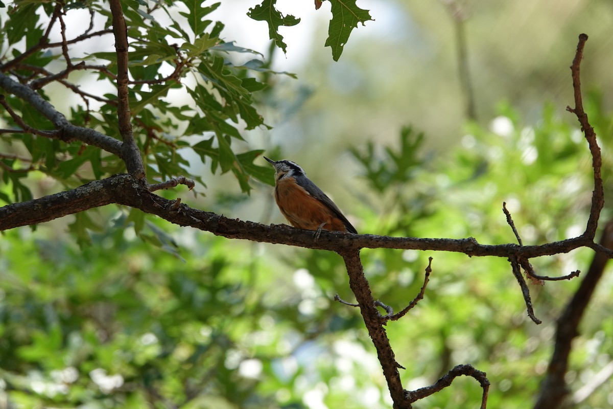 Red-breasted Nuthatch - ML639969572