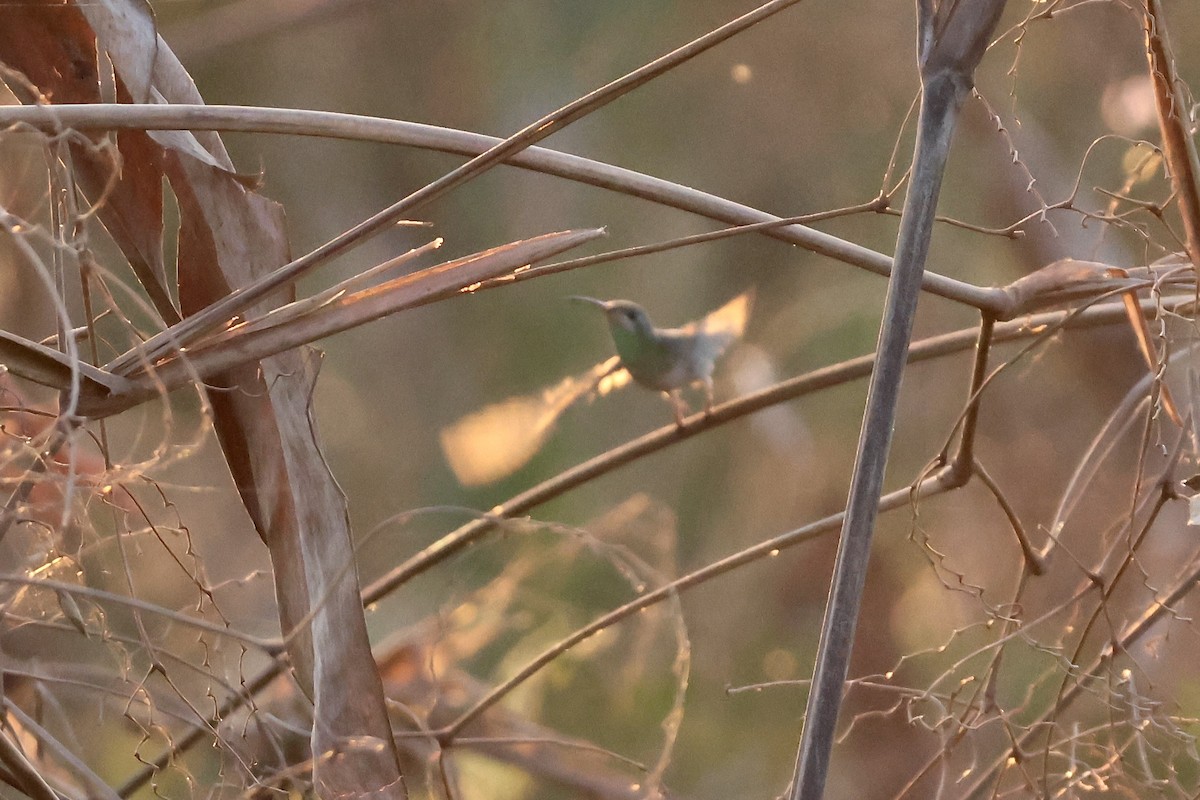 White-tailed Goldenthroat - ML639969577