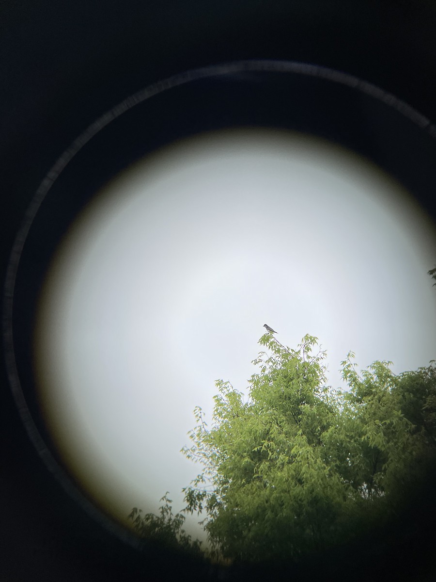 Eastern Kingbird - ML639969589