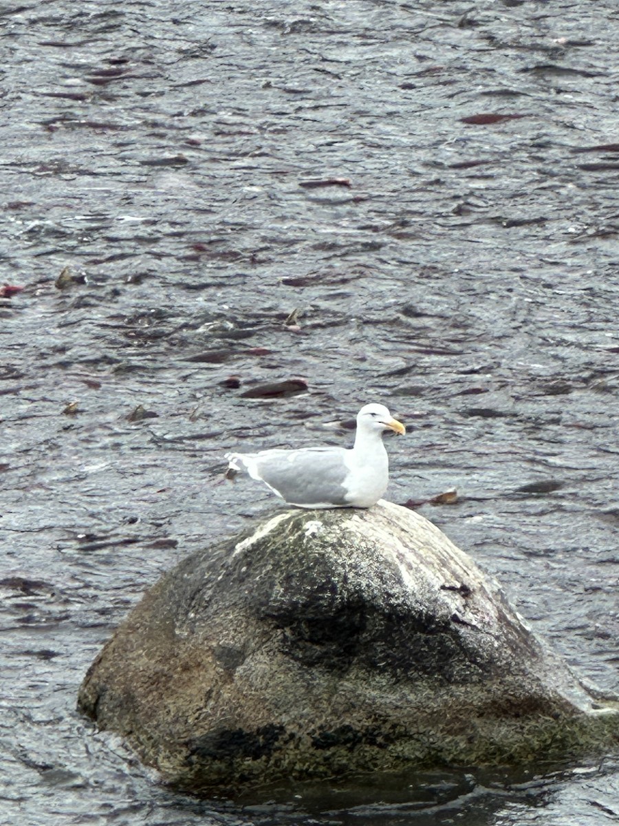 Glaucous-winged Gull - ML639969597
