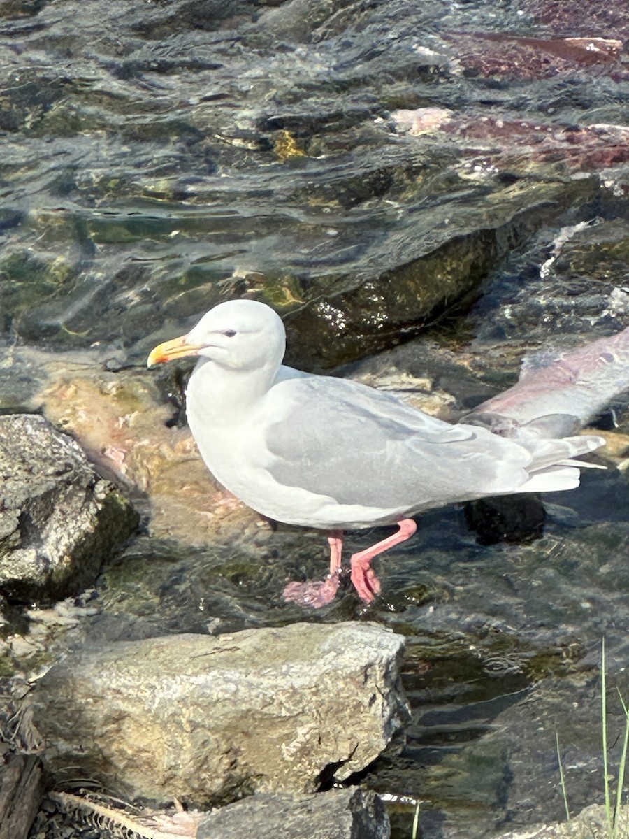 Glaucous-winged Gull - ML639969609