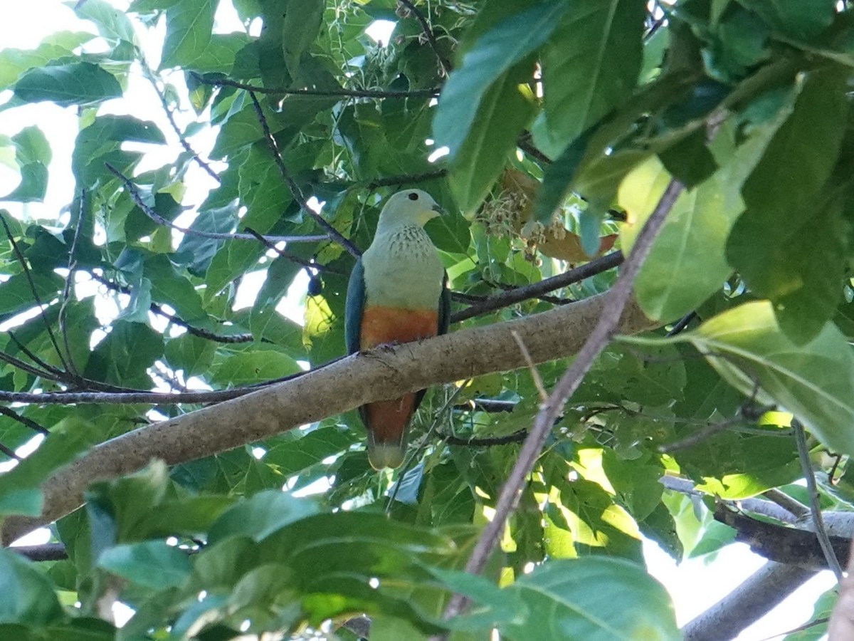 Silver-capped Fruit-Dove - ML639969737