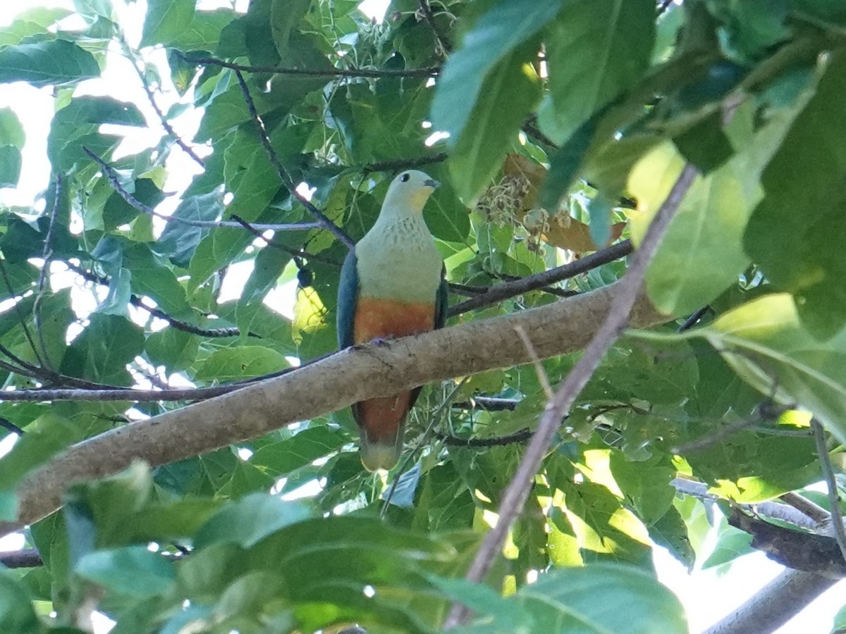 Silver-capped Fruit-Dove - ML639969738