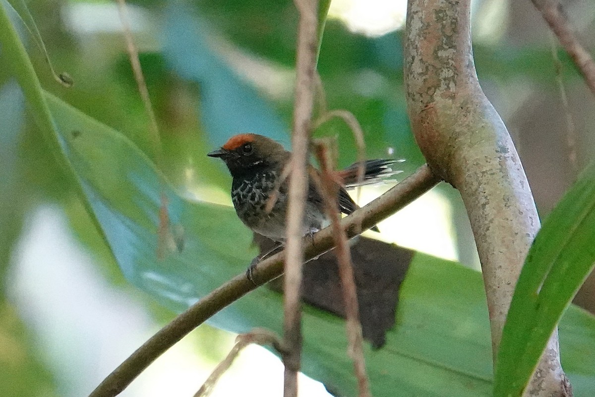 Abanico de Solomón (ugiensis) - ML639969741